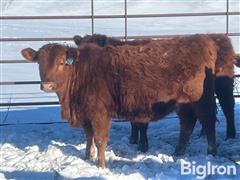 15) Red Angus Open Replacement Heifers (BID PER HEAD) 