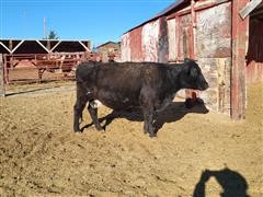 7 YO Angus Cross Cow 