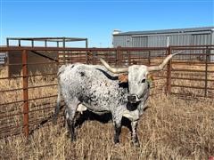Reg. 13 YO Bred Longhorn Cow 