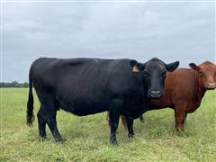 5) Blk/Bwf 8 YO Fall Bred Cows (BID PER HEAD) 