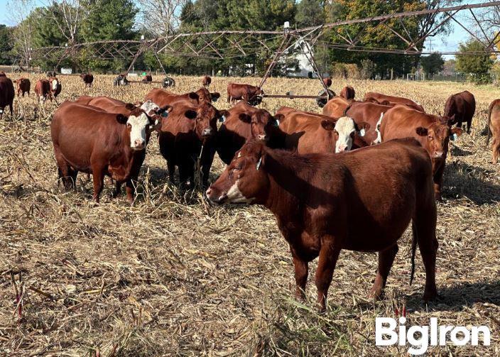 5) Red Angus 3-4 YO Bred Cows (BID PER HEAD) 