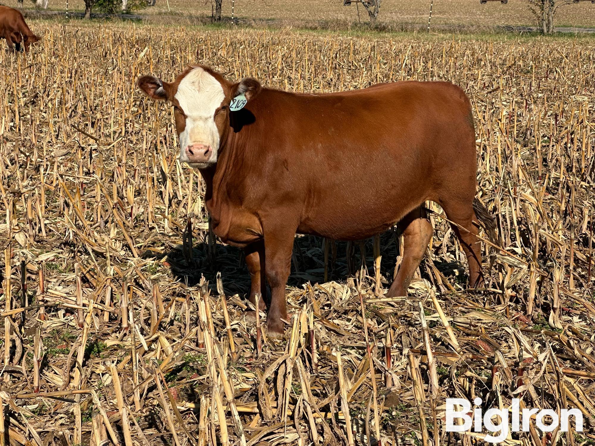 10) Red Angus 3-4 YO Bred Cows (BID PER HEAD) 