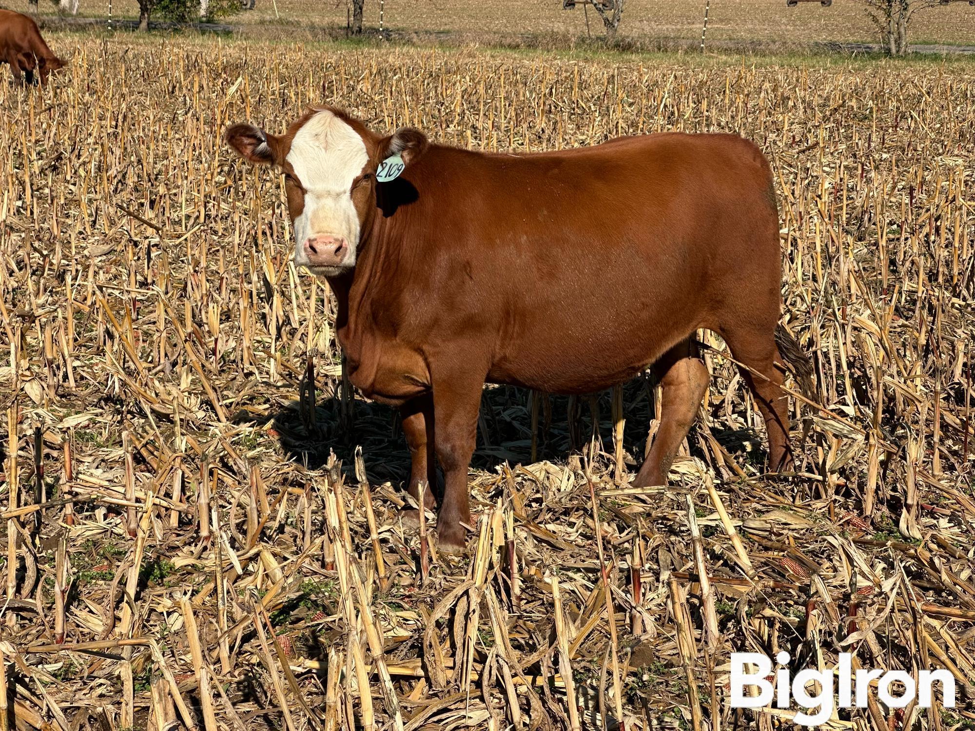 6) Red Angus 3-4 YO Bred Cows (BID PER HEAD) 