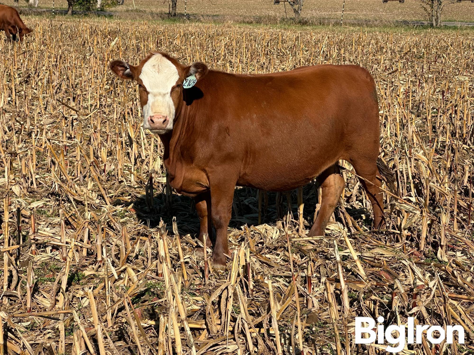 5) Red Angus 3-4 YO Bred Cows (BID PER HEAD) 