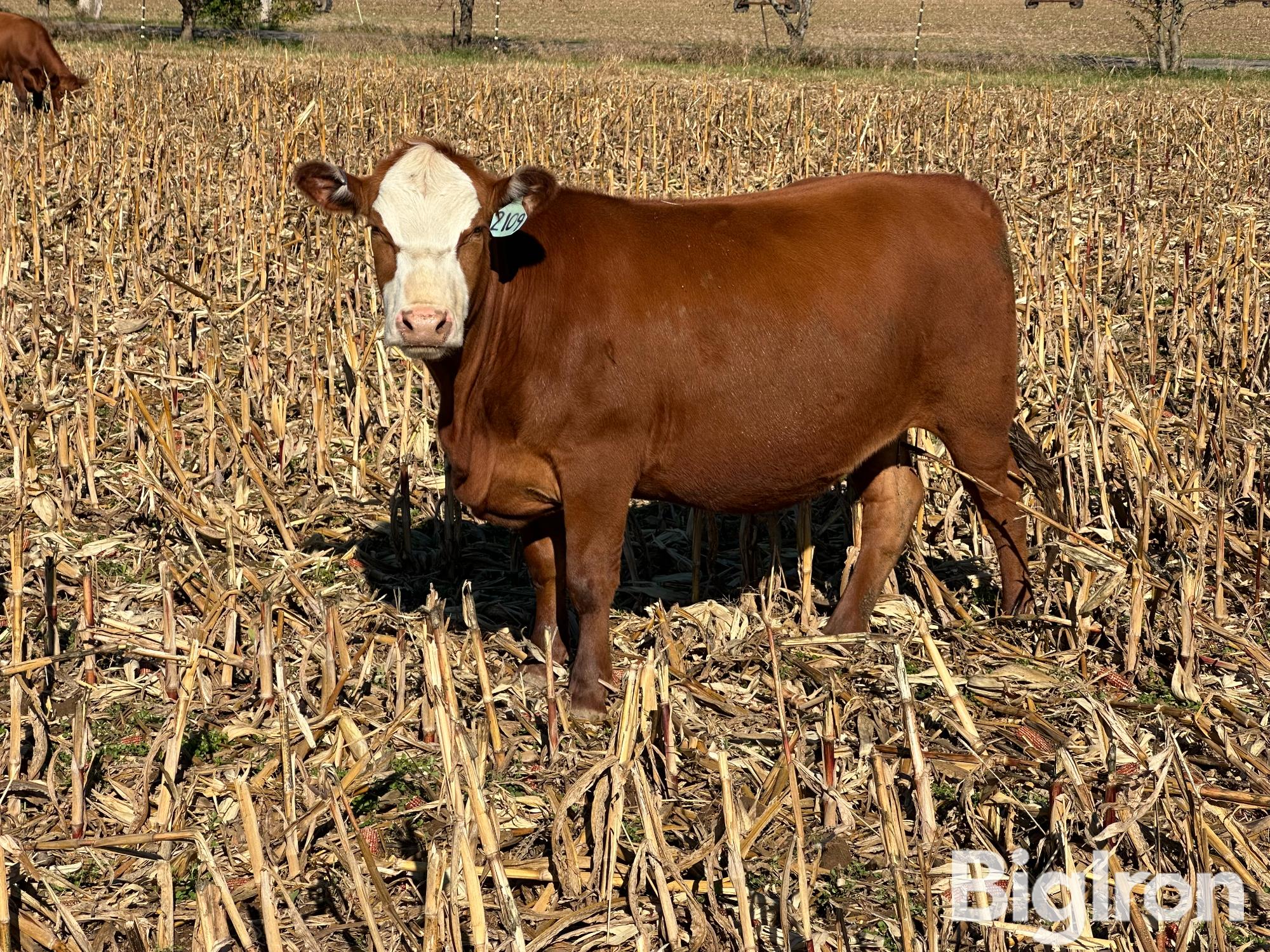 10) Red Angus 3-4 YO Bred Cows (BID PER HEAD) 