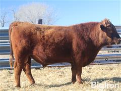 LOT04 STOCKMAN DEFENSE 323 2YO Bull 