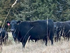 Blk Angus "Red Carrier" 6-7 YO Bred Cows (BID PER HEAD) 