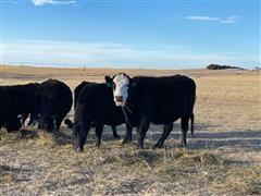 Blk Angus & Blk-Baldy 3-4 YO Bred Cows (BID PER HEAD) 