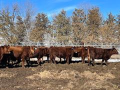 10) Red Angus Bred Heifers (March Calver) (3rd Pick) (BID PER HEAD) 