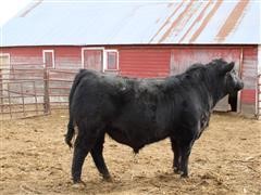 Sim-Angus Bull 