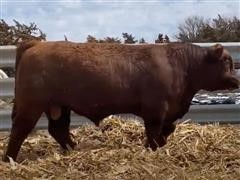 SRA1606 Red Angus - %Simmental Bull 