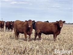 10) Red Angus Bred Heifers (BID PER HEAD) 