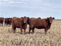 10) Red Angus Bred Heifers (BID PER HEAD) 