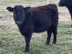 7) Blk Angus Replacement Heifer Calves (BID PER HEAD) 