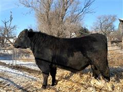 Commercial Angus Bull B630 (Angus 18 Months) 