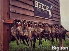 Beede Outdoors Pheasant Hunt 