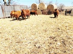 5) 3rd Calf Red Angus Pairs (BID PER PAIR) 