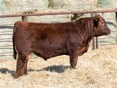 SRA RED BEAR 4116K (AI Sired Heifer Bull) 