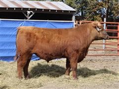 SRA 1951 Liberty Red Angus Bull 