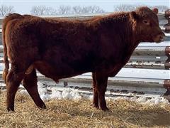 EQUAL STOCKMAN 2326 (18 Month Red Angus Bull) 