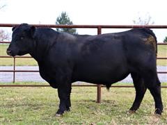 LNTCS BowTie 3620 Bull 