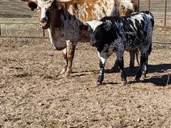 Reg. Longhorn Pair 