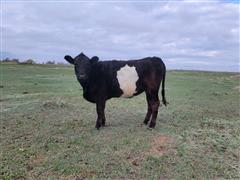 2) Belted Galloway Feeder Heifers (BID PER LB) 