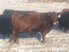 10) Red Angus 3-4 YO, 3) 1st Calf Bred Heifers (BID PER HEAD) 