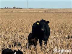 8) 4-5 YO Angus Pairs w/ 1-1.5 Month Old Calves (BID PER PAIR) 