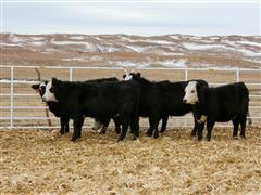 5) Hereford/Angus Open Replacement Heifers (BID PER HEAD) 