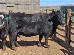 3) Solid Mouth Angus Cows Bred To Registered Wagyu Bulls (BID PER HEAD) 