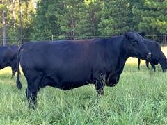 3) Reg. 5 YO Fall Bred Cows (914E - 915E - 917E) (BID PER HEAD) 
