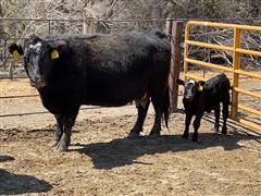 4) 3rd & 4th Calf Pairs (BID PER PAIR) 