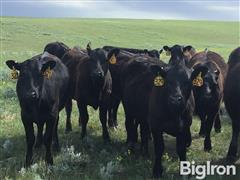 13) Blk & Baldy Angus Replacement Heifers (BID PER HEAD) 