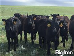 12) Blk & Baldy Angus Replacement Heifers (BID PER HEAD) 