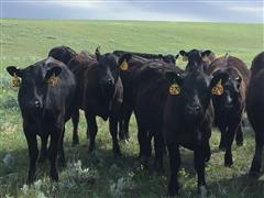 13) Blk & Baldy Angus Replacement Heifers (BID PER HEAD) 