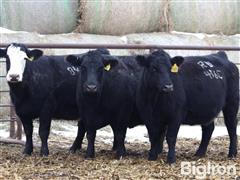 6) 10 YO APEX Angus & SimAngus Bred Cows (BID PER HEAD) 