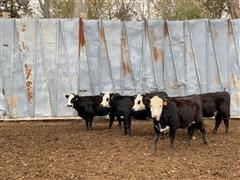 BWF Open Heifers 2 (BID PER HEAD) 