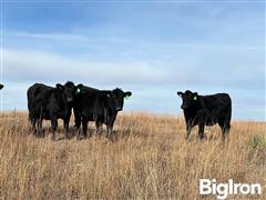 stock black heifers 3.jpg