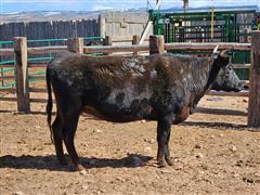 1) 4YO Registered F2 Cow Bred To Registered Wagyu Bull 