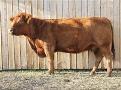 LSF SRR Raindance X0088 E7220 Red Angus Bred Cow 