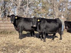 5) Angus Running Age 5-8 YO Bred Cows (BID PER HEAD) 