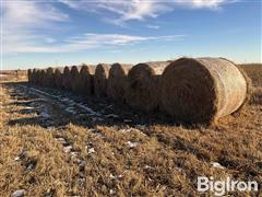 Canary Bales 