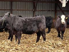 10) Blk SimAngus Yearling Open Heifers (Homeraised) (BID PER HEAD) 