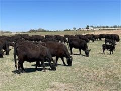 items/d74eeab479d5ec11bea200155d72f54a/registeredblackangus1stcalfheiferpairs_03808792b1494f27954f173dcf4197f4.jpg