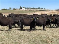 items/d74eeab479d5ec11bea200155d72f54a/registeredblackangus1stcalfheiferpairs_0adaa11900564e498e2270d23e35befc.jpg