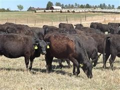 items/d74eeab479d5ec11bea200155d72f54a/registeredblackangus1stcalfheiferpairs_20f9343c21d743e4aa2e6bac6e03502f.jpg