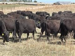 items/d74eeab479d5ec11bea200155d72f54a/registeredblackangus1stcalfheiferpairs_4113232b3a0e446191303d88a13bca53.jpg