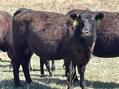 items/d74eeab479d5ec11bea200155d72f54a/registeredblackangus1stcalfheiferpairs_7c2d40c9d7554e82ab8f129a9c402195.jpg