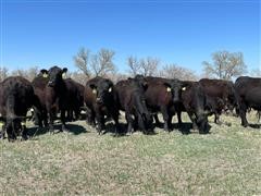 items/d74eeab479d5ec11bea200155d72f54a/registeredblackangus1stcalfheiferpairs_9522222b8d0c46d394607b8ab21326f3.jpg